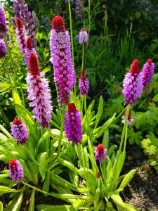 Allet 10 Orchidee Primula